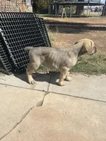 Berkley, a male Cane Corso for sale in Phoenix, AZ – Photo 3 of 5
