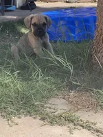 Berkley, a male Cane Corso for sale in Phoenix, AZ – Photo 5 of 5