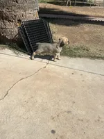 Berkley, a male Cane Corso for sale in Phoenix, AZ – Photo 4 of 5