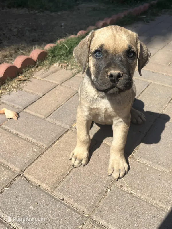 Berkley – Cane Corso puppy for sale in Phoenix, AZ