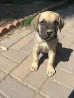 Berkley, a male Cane Corso for sale in Phoenix, AZ – Photo 1 of 5