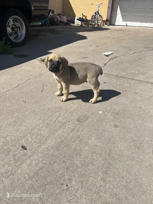 Mojave – Cane Corso puppy for sale in Phoenix, AZ