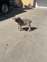 Mojave, a male Cane Corso for sale in Phoenix, AZ – Photo 1 of 3