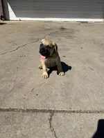 Mojave, a male Cane Corso for sale in Phoenix, AZ – Photo 2 of 3