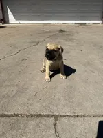 Mojave, a male Cane Corso for sale in Phoenix, AZ – Photo 3 of 3