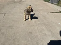 Bear, a male Cane Corso for sale in Phoenix, AZ – Photo 4 of 4