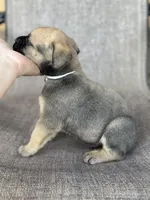 Bear, a male Cane Corso for sale in Phoenix, AZ – Photo 3 of 3