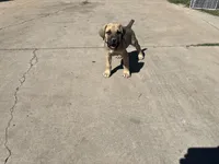 Bear, a male Cane Corso for sale in Phoenix, AZ – Photo 3 of 4