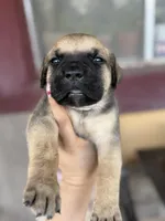 Bear, a male Cane Corso for sale in Phoenix, AZ – Photo 1 of 3
