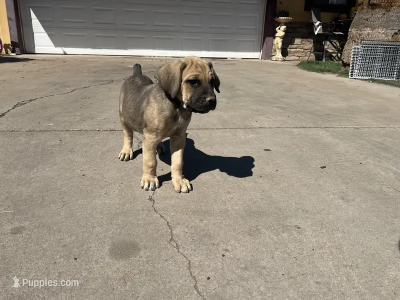 Bear – Cane Corso puppy for sale in Phoenix, AZ