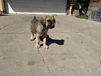 Bear, a male Cane Corso for sale in Phoenix, AZ – Photo 1 of 4