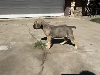 Bear, a male Cane Corso for sale in Phoenix, AZ – Photo 2 of 4