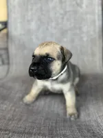 Bear, a male Cane Corso for sale in Phoenix, AZ – Photo 2 of 3