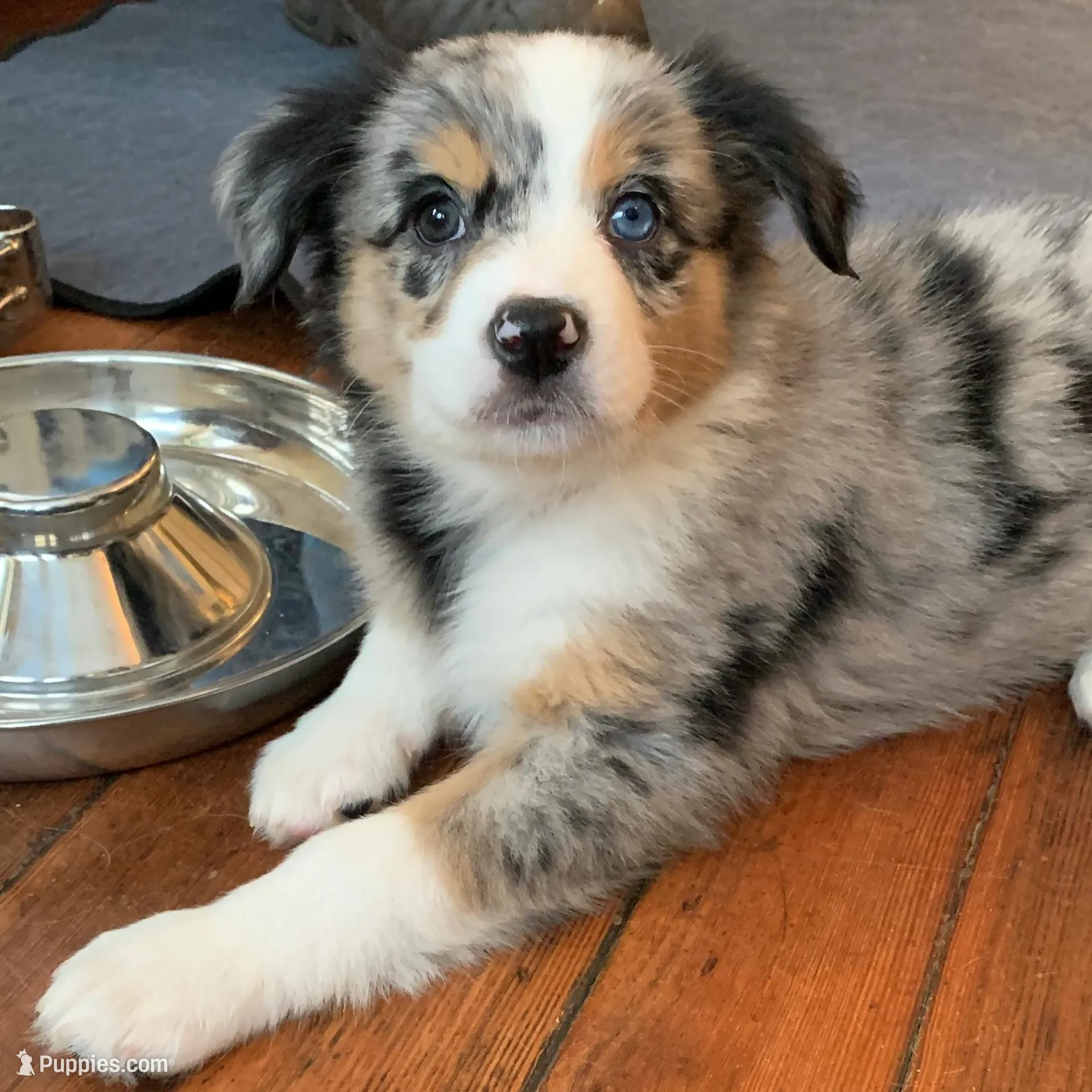 Frost, a female Australian Shepherd for sale in Whitingham, VT – Photo 5 of 5