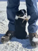Blizzard, a female Australian Shepherd for sale in Whitingham, VT – Photo 2 of 8