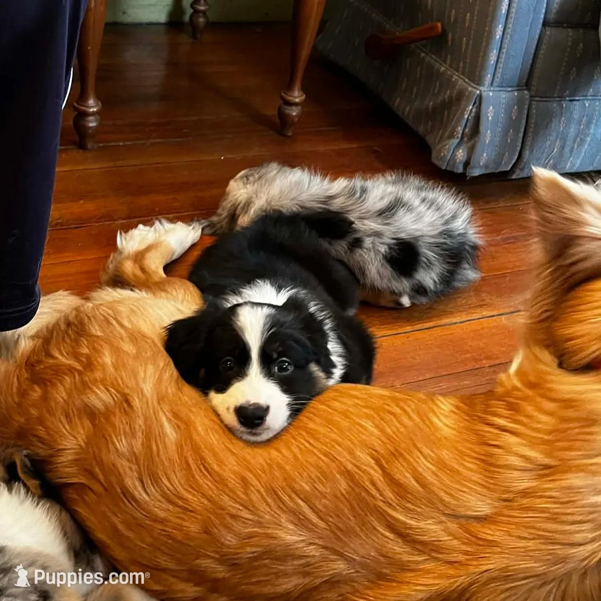 Blizzard, a female Australian Shepherd for sale in Whitingham, VT – Photo 4 of 8
