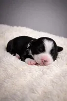 Blizzard, a female Australian Shepherd for sale in Whitingham, VT – Photo 8 of 8
