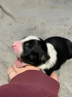 Blizzard, a female Australian Shepherd for sale in Whitingham, VT – Photo 7 of 8