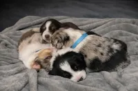 Blizzard, a female Australian Shepherd for sale in Whitingham, VT – Photo 6 of 8