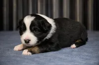 Blizzard, a female Australian Shepherd for sale in Whitingham, VT – Photo 5 of 8