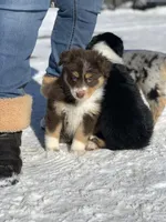 Mocha, a female Australian Shepherd for sale in Whitingham, VT – Photo 3 of 7