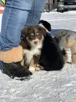 Mocha, a female Australian Shepherd for sale in Whitingham, VT – Photo 2 of 7
