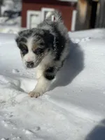 Star, a female Australian Shepherd for sale in Whitingham, VT – Photo 1 of 6