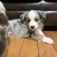 Frosty, a male Australian Shepherd for sale in Whitingham, VT – Photo 3 of 10