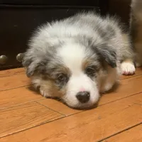 Frosty, a male Australian Shepherd for sale in Whitingham, VT – Photo 2 of 10