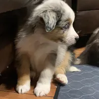 Frosty, a male Australian Shepherd for sale in Whitingham, VT – Photo 5 of 10