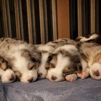 Frosty, a male Australian Shepherd for sale in Whitingham, VT – Photo 7 of 10