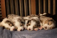 processed/6e2650b2-6121-4947-b16c-ba78891e8d15/listing/c4e6e0a7-83b5-4f1a-8784-f03a3a1f9175/b2b38321-d972-4ed9-91cd-6458df0a7cf2