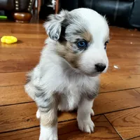 Frosty, a male Australian Shepherd for sale in Whitingham, VT – Photo 6 of 10