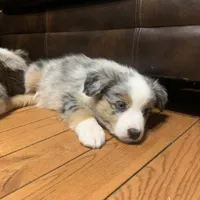 Frosty, a male Australian Shepherd for sale in Whitingham, VT – Photo 4 of 10