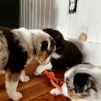 Frosty, a male Australian Shepherd for sale in Whitingham, VT – Photo 8 of 10