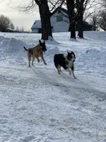 Sadie, a female Belgian Malinois and German Shepherd Dog for sale in Whitingham, VT – Photo 1 of 6