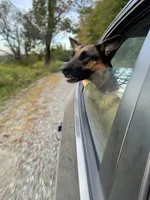 Sadie, a female Belgian Malinois and German Shepherd Dog for sale in Whitingham, VT – Photo 3 of 6