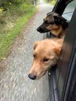 Sadie, a female Belgian Malinois and German Shepherd Dog for sale in Whitingham, VT – Photo 6 of 6