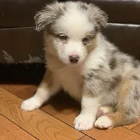 Snowflake, a male Australian Shepherd for sale in Whitingham, VT – Photo 3 of 6