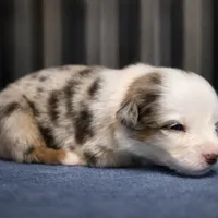 Snowflake, a male Australian Shepherd for sale in Whitingham, VT – Photo 4 of 6