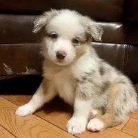 Snowflake, a male Australian Shepherd for sale in Whitingham, VT – Photo 1 of 6