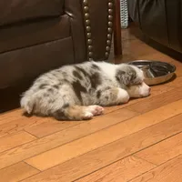 Snowflake, a male Australian Shepherd for sale in Whitingham, VT – Photo 2 of 6