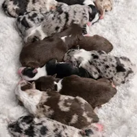 Snowflake, a male Australian Shepherd for sale in Whitingham, VT – Photo 6 of 6