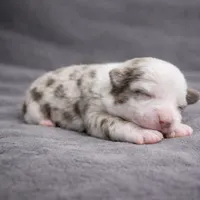 Snowflake, a male Australian Shepherd for sale in Whitingham, VT – Photo 5 of 6