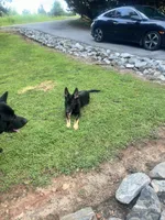 Honey AKC REGISTERED Line of Pepper von Kap Karthago, a female German Shepherd Dog for sale in Martinsville, VA – 8 of 10