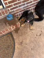 Pink, a female German Shepherd Dog for sale in Martinsville, VA – 4 of 4