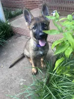 Purple, a female German Shepherd Dog for sale in Martinsville, VA – 5 of 6