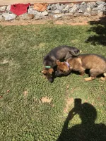 Purple, a female German Shepherd Dog for sale in Martinsville, VA – 4 of 6