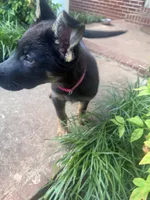 Pink, a female German Shepherd Dog for sale in Martinsville, VA – 3 of 4