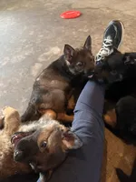 Purple, a female German Shepherd Dog for sale in Martinsville, VA – 6 of 6